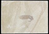 Cretaceous Mantis Shrimp (Sculda) - Lebanon #48539-2